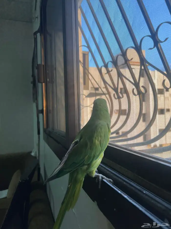 بغباء درة 2