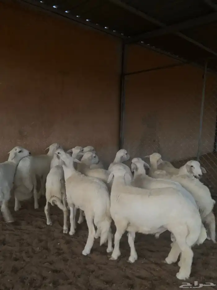 طليان حريات فاخره 4