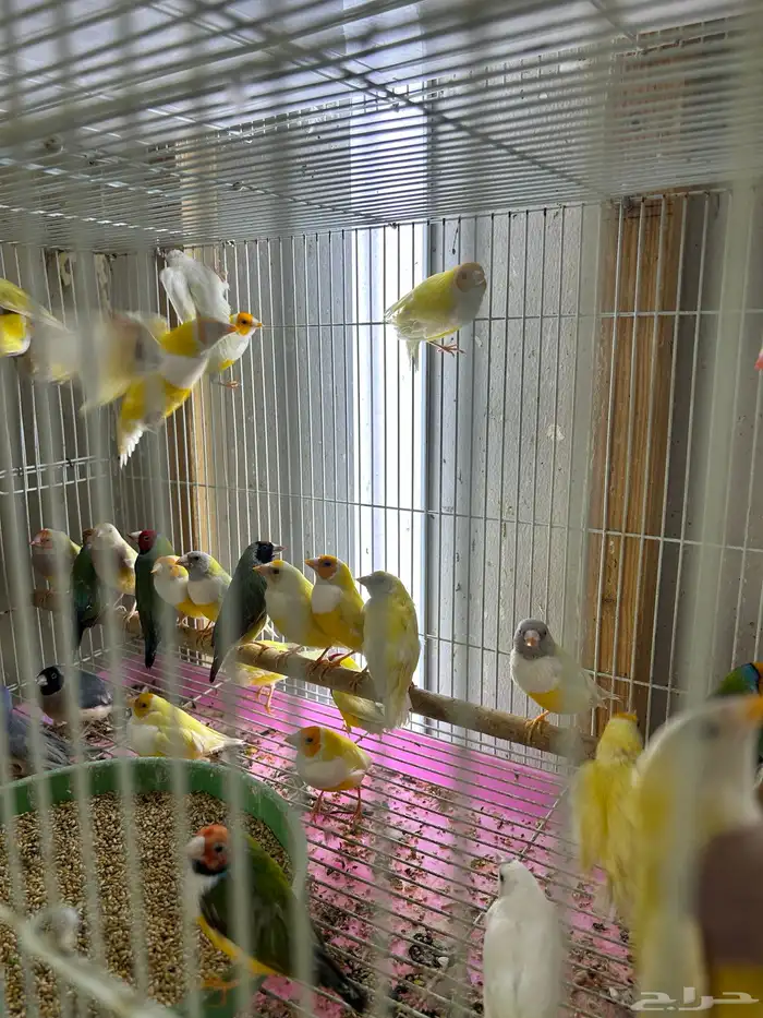 عرض ازوج قولدن فينش جمله قطاعي 7