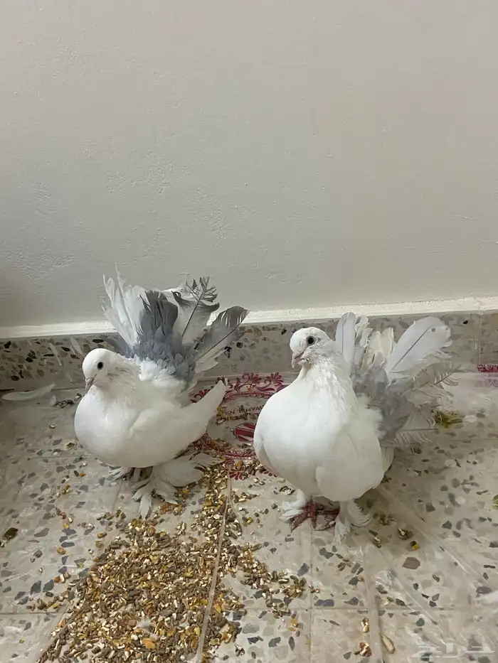 للبيع حمام زينه 1