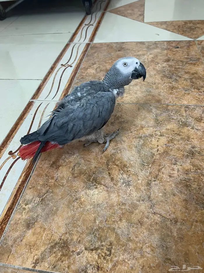 ببغاء كاسكو للبيع 0