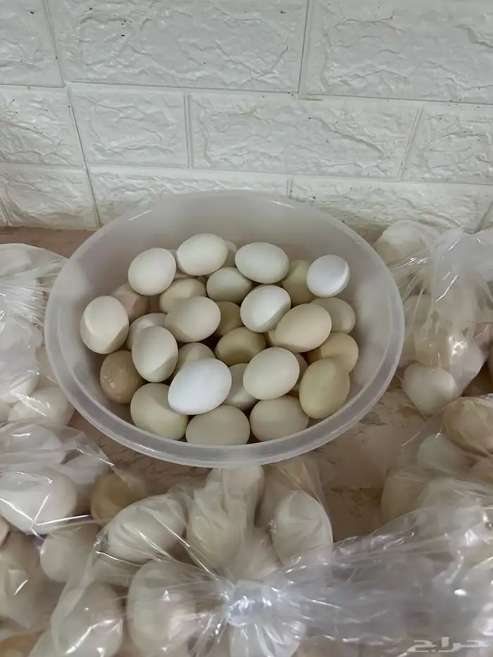 بيض بلدي الطبق 25 2