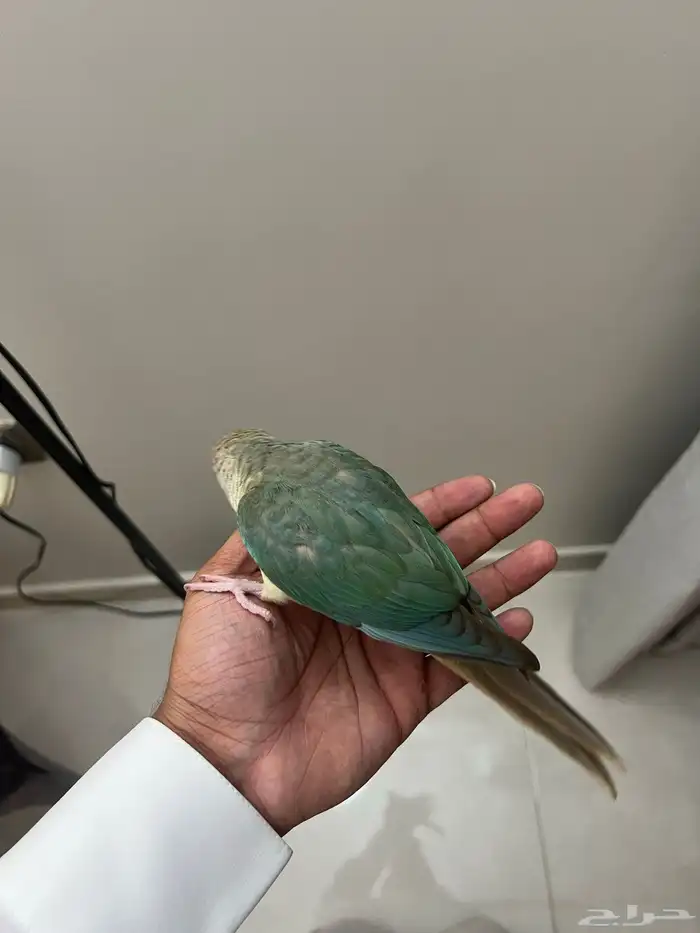 فرخ كنيور تركواز 3