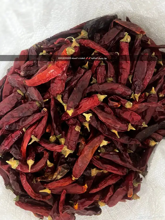 صرار حايل الحار بالترنج والشمندر عرض بمناسبة اليوم الوطني 6