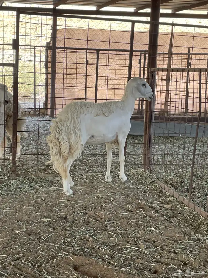 رخل حرشا دافع شرط سونار ورخل عيسيه 0