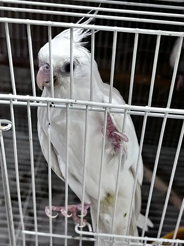 4 طيور كروان هولندية وطير روز 3