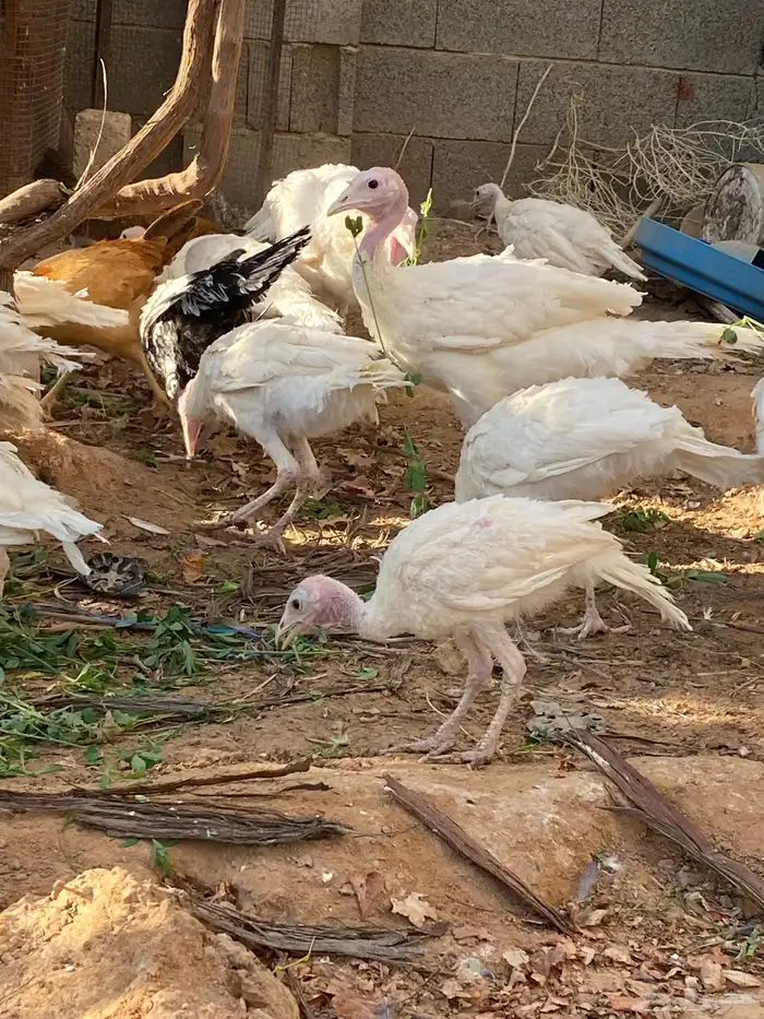 عروض على طيور منوعه 6