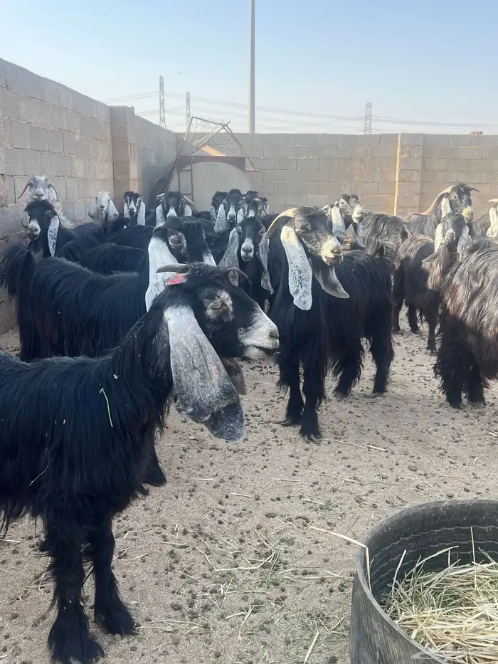 معزا عوارض 53 راس بفحولها 9