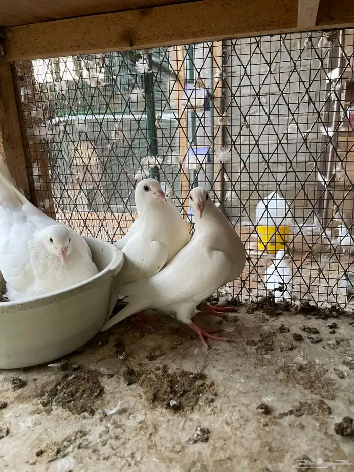 طبة زاجل ابيض 4