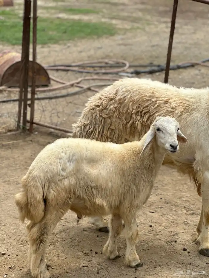 مشروع فحل حري صنف تم البيع 0