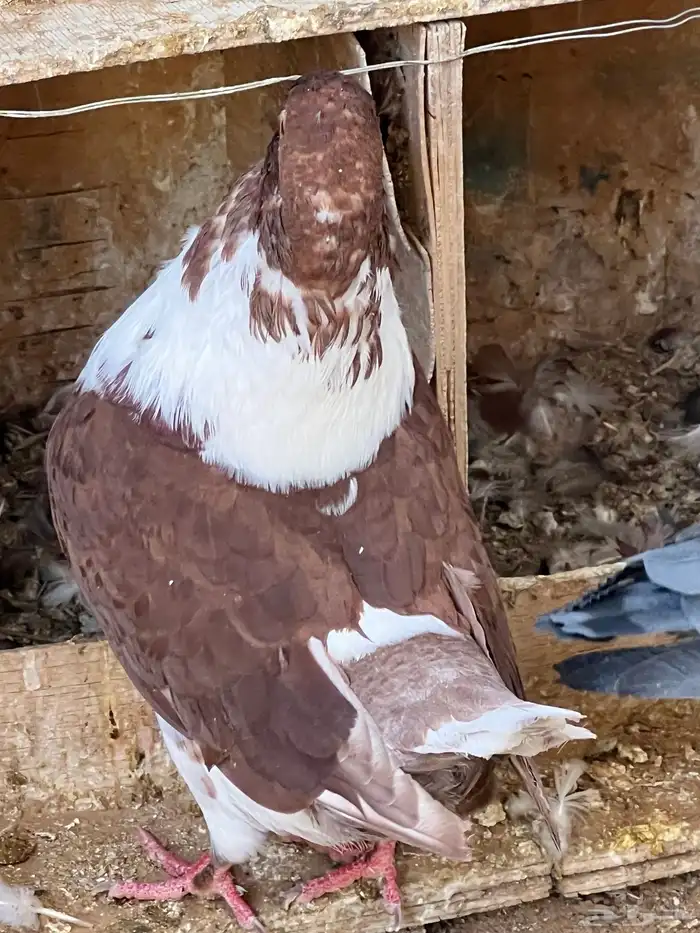 جمال طيور الحمام 5