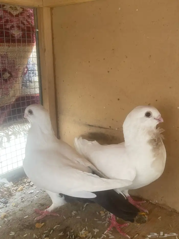 حمام أزواج العدد 8 أزواج الصامل فيه كنق زوج ومعها فرخين 2