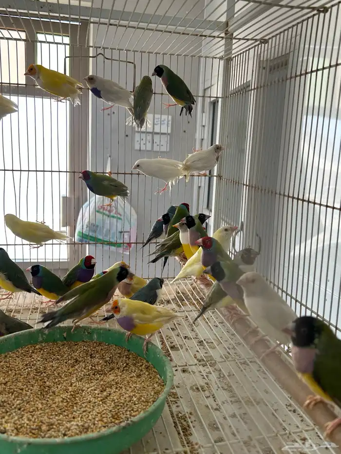 عرض ازوج قولدن فينش جمله قطاعي 6