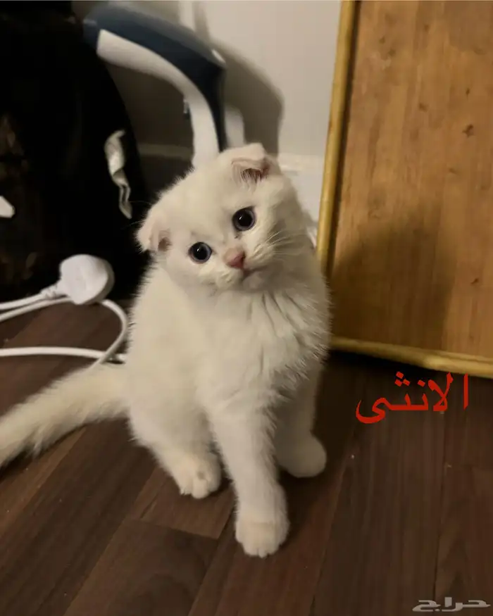 قطط سكوتش فولد للبيع 3