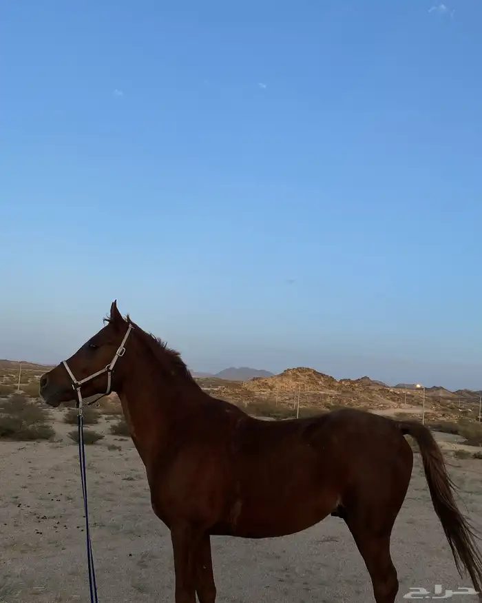 حصان شعبي كفوو 8