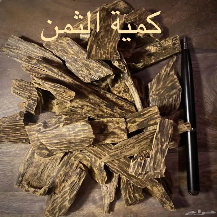كمبودي محسن فاخر 1