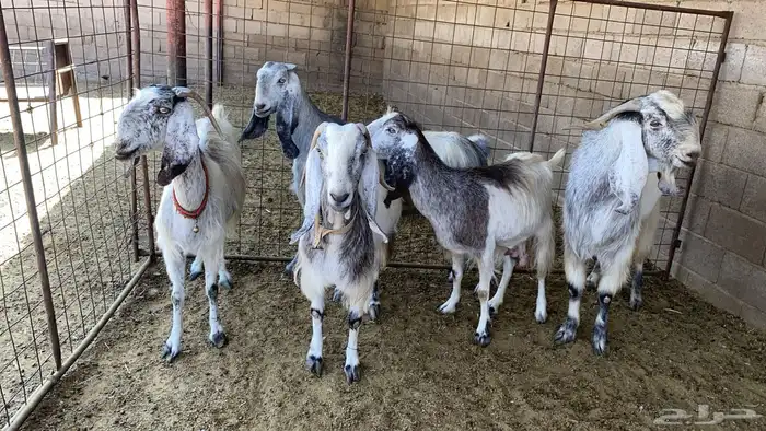معزاء نوادر مشاريك 3