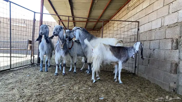 معزاء نوادر مشاريك 7