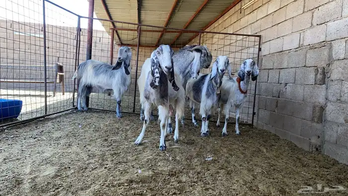 معزاء نوادر مشاريك 8