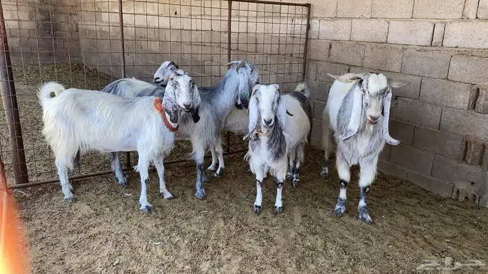 معزاء نوادر مشاريك 5