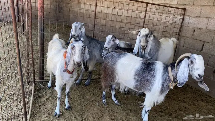 معزاء نوادر مشاريك 1