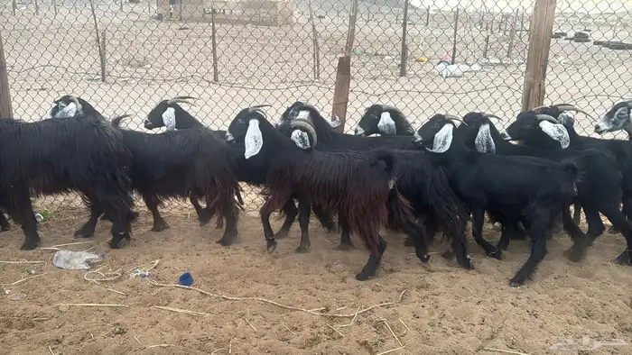 للبيع معزه عوراض 13 راس صغار سن 14