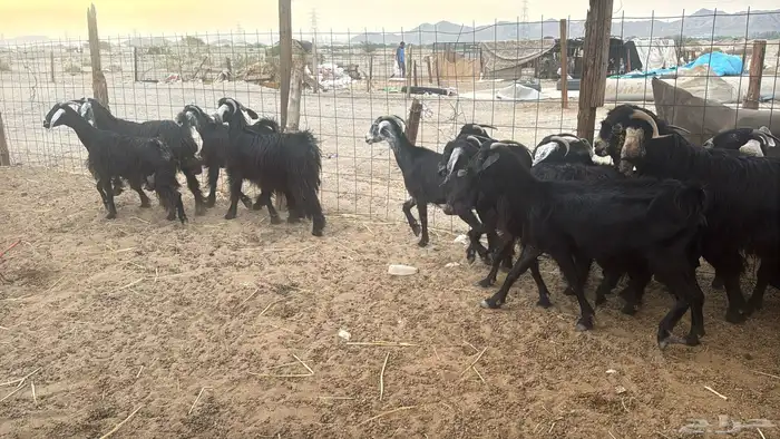 للبيع معزه عوراض 13 راس صغار سن 16