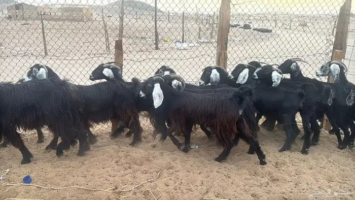 للبيع معزه عوراض 13 راس صغار سن 11