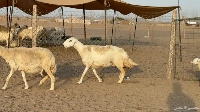 غنم حريات حرش خلفات صنف عددها 58 معاها 58 وفحلين 1