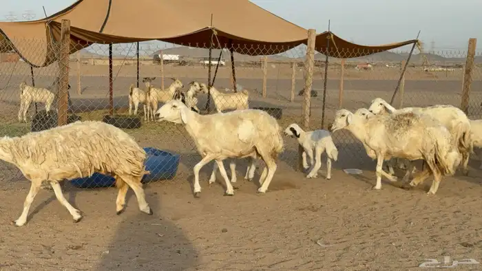 غنم حريات حرش خلفات صنف عددها 58 معاها 58 وفحلين 27