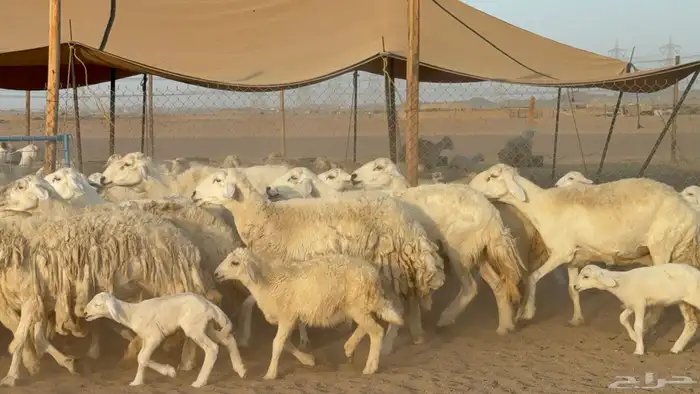 غنم حريات حرش خلفات صنف عددها 58 معاها 58 وفحلين 22