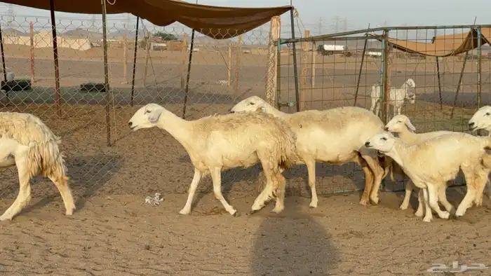 غنم حريات حرش خلفات صنف عددها 58 معاها 58 وفحلين 0