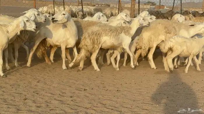 غنم حريات حرش خلفات صنف عددها 58 معاها 58 وفحلين 14