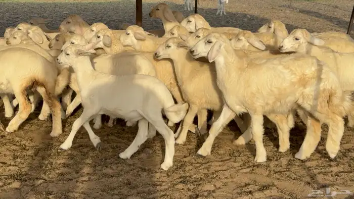 غنم حريات حرش خلفات صنف عددها 58 معاها 58 وفحلين 17
