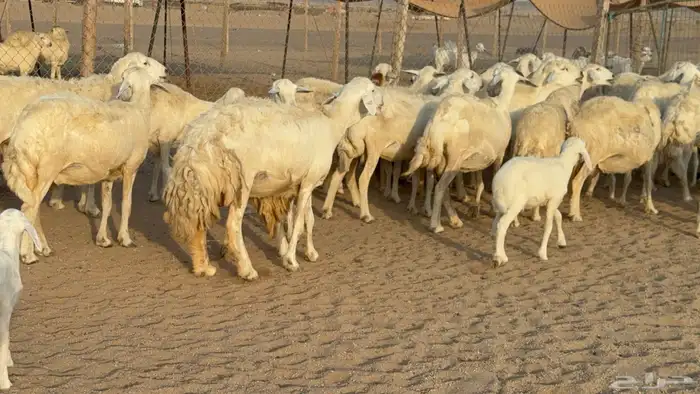 غنم حريات حرش خلفات صنف عددها 58 معاها 58 وفحلين 5