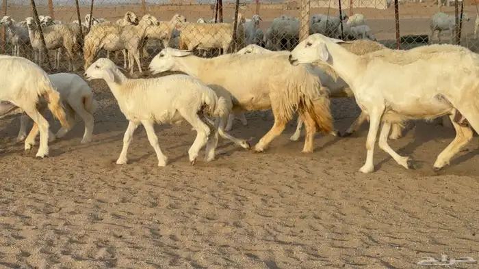غنم حريات حرش خلفات صنف عددها 58 معاها 58 وفحلين 11