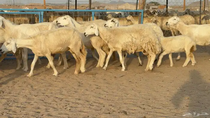 غنم حريات حرش خلفات صنف عددها 58 معاها 58 وفحلين 30