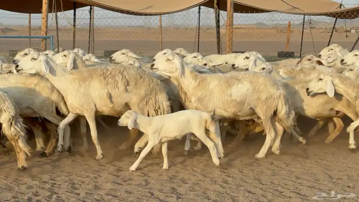 غنم حريات حرش خلفات صنف عددها 58 معاها 58 وفحلين 23