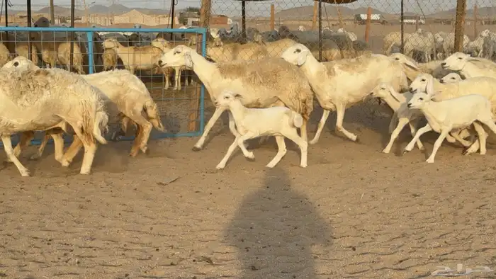 غنم حريات حرش خلفات صنف عددها 58 معاها 58 وفحلين 29
