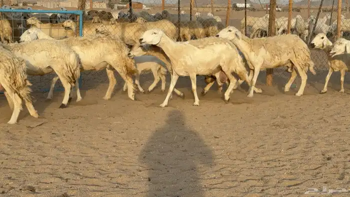 غنم حريات حرش خلفات صنف عددها 58 معاها 58 وفحلين 8