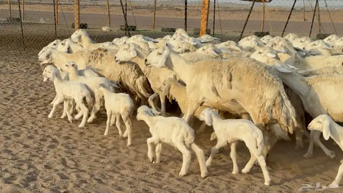 غنم حريات حرش خلفات صنف عددها 58 معاها 58 وفحلين 10