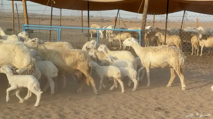 غنم حريات حرش خلفات صنف عددها 58 معاها 58 وفحلين 15