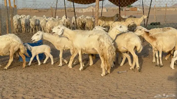غنم حريات حرش خلفات صنف عددها 58 معاها 58 وفحلين 4