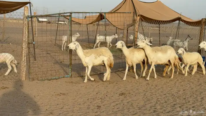 غنم حريات حرش خلفات صنف عددها 58 معاها 58 وفحلين 2