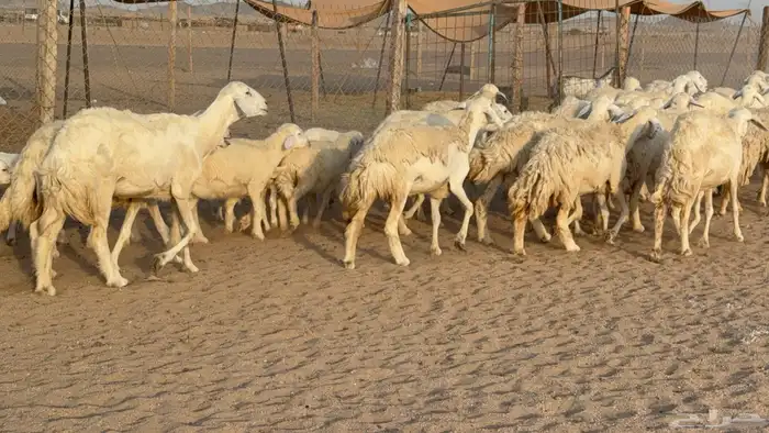 غنم حريات حرش خلفات صنف عددها 58 معاها 58 وفحلين 25
