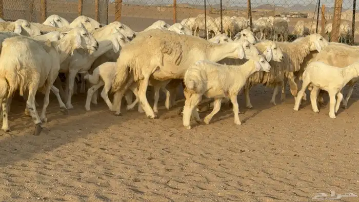 غنم حريات حرش خلفات صنف عددها 58 معاها 58 وفحلين 13
