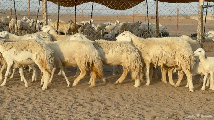 غنم حريات حرش خلفات صنف عددها 58 معاها 58 وفحلين 20