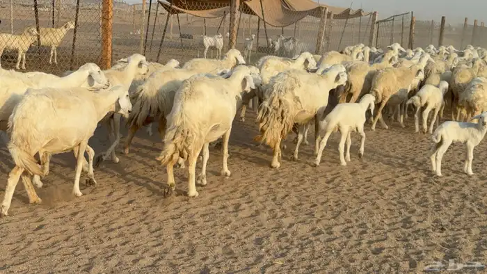 غنم حريات حرش خلفات صنف عددها 58 معاها 58 وفحلين 28