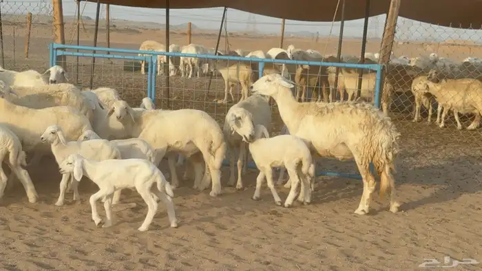 غنم حريات حرش خلفات صنف عددها 58 معاها 58 وفحلين 12