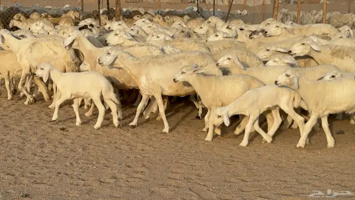 غنم حريات حرش خلفات صنف عددها 58 معاها 58 وفحلين 18